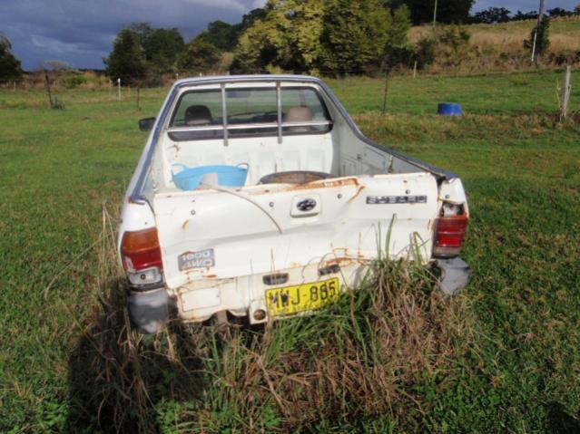brumby 026.jpg