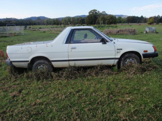 brumby 036.jpg